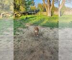 Small #6 American Staffordshire Terrier
