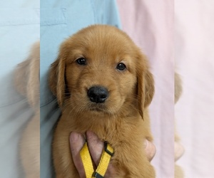 Golden Retriever Puppy for sale in BRADFORD, OH, USA
