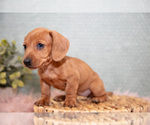 Small #1 Dachshund