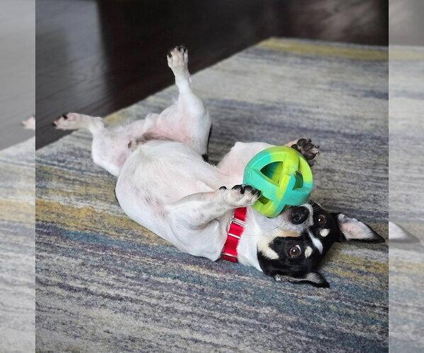 Medium Photo #4 Rat Terrier Puppy For Sale in Atlanta, GA, USA