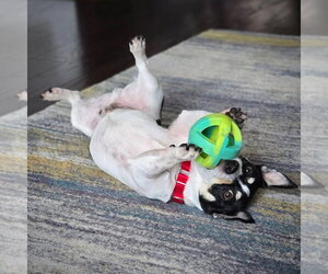 Maynard (VA) - Male Rat Terrier Dog for Adoption - Photo #4