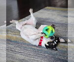 Small #3 Rat Terrier