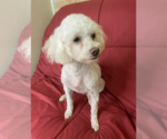 Small #2 Maltipoo
