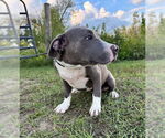 Small #5 Bulldog Mix