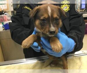 Mutt Dogs for adoption in Riverside, CA, USA