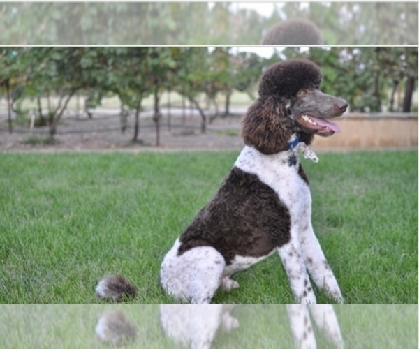 Medium Photo #1 Bernedoodle Puppy For Sale in BUTTE CITY, CA, USA