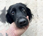 Small #1 Colonial Cocker Spaniel Mix