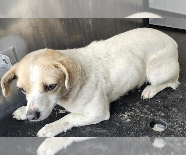 Medium Photo #1 Chihuahua-Unknown Mix Puppy For Sale in San Antonio, TX, USA