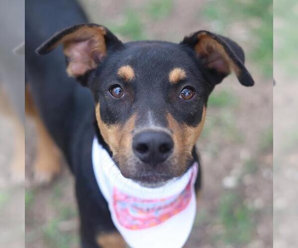 Medium Photo #1 Doberman Pinscher-Unknown Mix Puppy For Sale in San Antonio, TX, USA