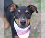 Small Doberman Pinscher Mix