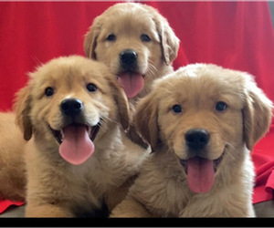 Golden Retriever Puppy for sale in SANTA ANA, CA, USA