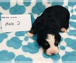 Small Photo #14 Bernese Mountain Dog Puppy For Sale in ATKINSON, NE, USA