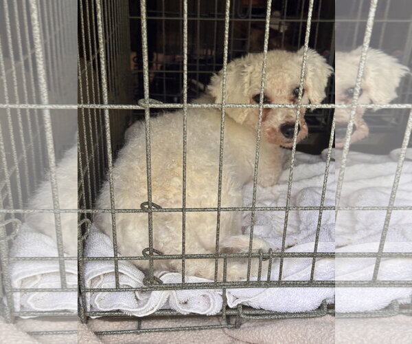 Medium Photo #1 Bichon Frise Puppy For Sale in Pottstown, PA, USA