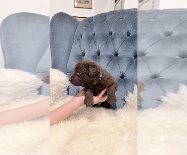 Medium Photo #8 Chesapeake Bay Retriever Puppy For Sale in GREELEY, CO, USA