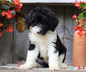 Sheepadoodle Puppy for sale in FREDERICKSBG, OH, USA