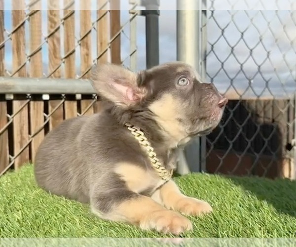 Medium Photo #9 French Bulldog Puppy For Sale in PORTLAND, OR, USA