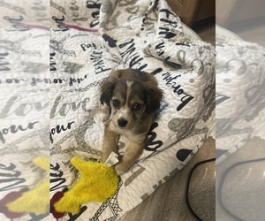 Chiweenie Puppy for sale in KNIGHTDALE, NC, USA