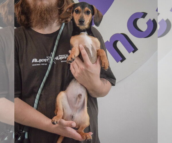 Medium Photo #4 Chiweenie Puppy For Sale in Huntley, IL, USA