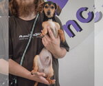 Small #3 Chiweenie