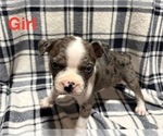 Puppy Puppy 4 Boston Terrier