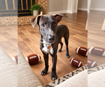 Coleman - Male Labrador Retriever-Unknown Mix Dog for Adoption - Small photo