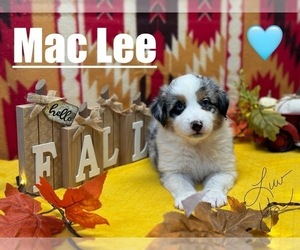 Australian Shepherd Puppy for sale in BURNSVILLE, NC, USA