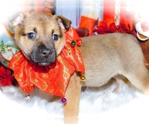 German Shepherd Dog-Rat Terrier Mix Puppy for sale in HAMMOND, IN, USA
