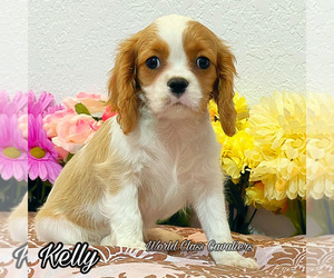 Cavalier King Charles Spaniel Puppy for sale in MIAMI, FL, USA