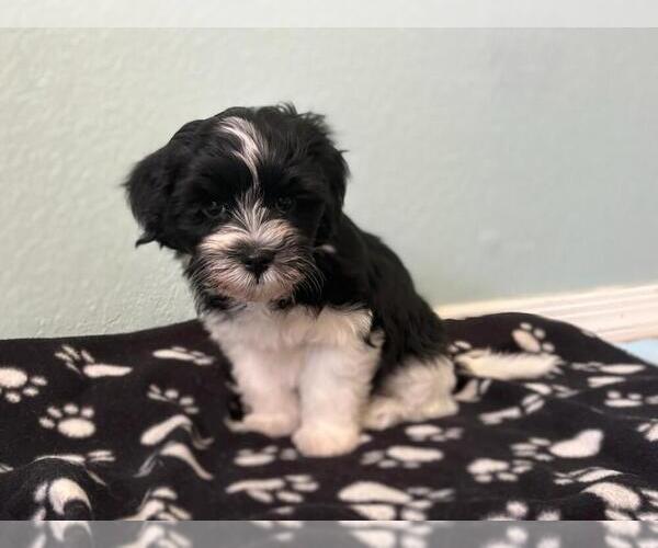 Medium Photo #3 Havanese Puppy For Sale in TUCSON, AZ, USA