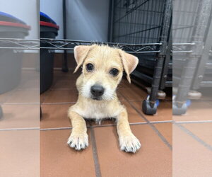 Chihuahua-Unknown Mix Dogs for adoption in Jefferson, NJ, USA