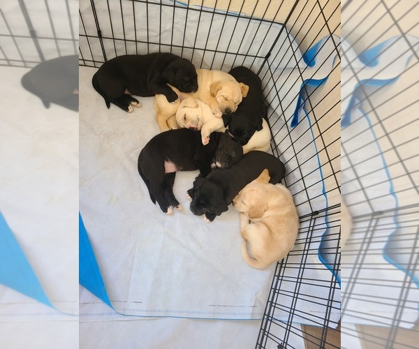 Medium Photo #1 Boxador-Labrador Retriever Mix Puppy For Sale in PUEBLO, CO, USA