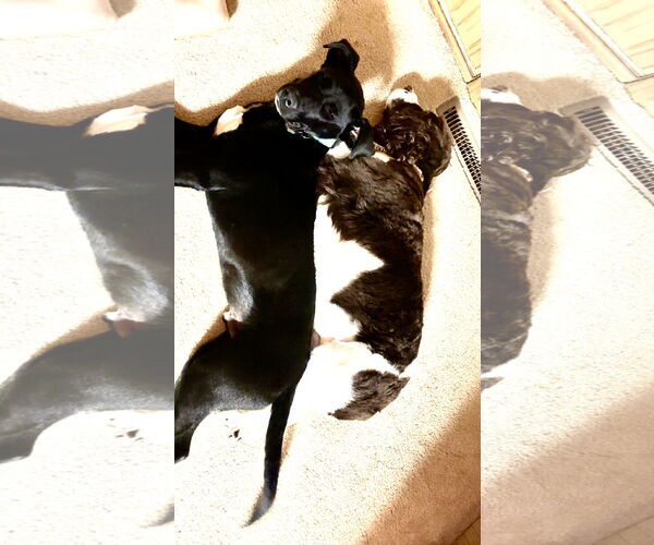 Medium Photo #4 Labrador Retriever-Unknown Mix Puppy For Sale in Estherville, IA, USA