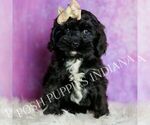 Puppy Mitzy F1 Cavapoo (Miniature)