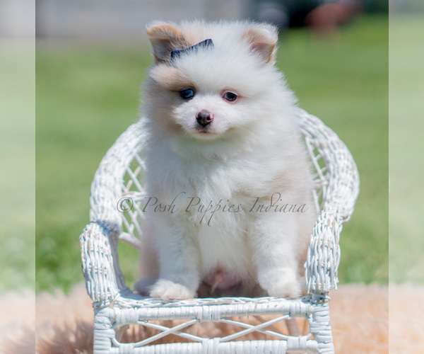 Medium Photo #2 Pomeranian Puppy For Sale in WARSAW, IN, USA