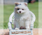 Small Photo #46 Pomeranian Puppy For Sale in WARSAW, IN, USA