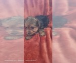 Small Photo #45 Yorkshire Terrier Puppy For Sale in AKRON, OH, USA