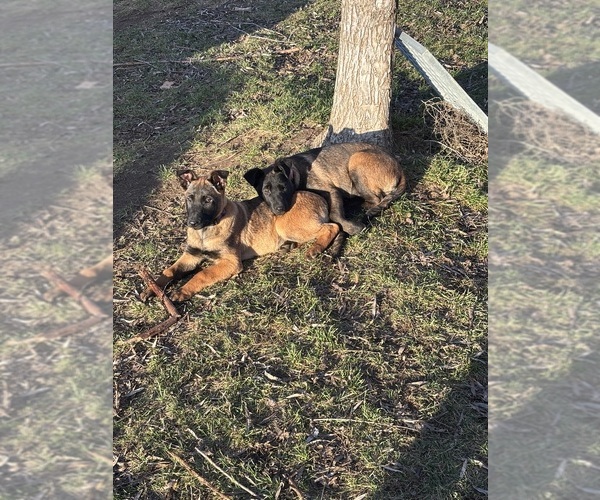 Medium Photo #14 Belgian Malinois Puppy For Sale in EPHRATA, WA, USA