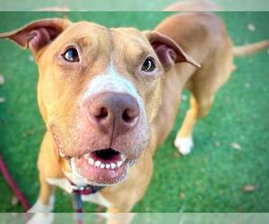 Mutt Dogs for adoption in Orlando, FL, USA