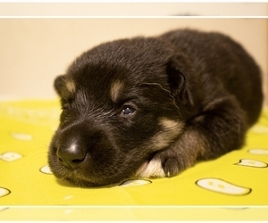 German Shepherd Dog Puppy for Sale in FAIR GROVE, Missouri USA