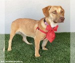 Small #1 Dachshund-Labrador Retriever Mix