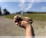Small Cavapoo (Miniature)