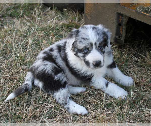 Medium Photo #4 Australian Shepherd Puppy For Sale in LASCASSAS, TN, USA