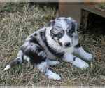 Small Photo #4 Australian Shepherd Puppy For Sale in LASCASSAS, TN, USA