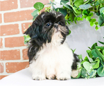 Small Photo #10 Shih Tzu Puppy For Sale in SYRACUSE, IN, USA