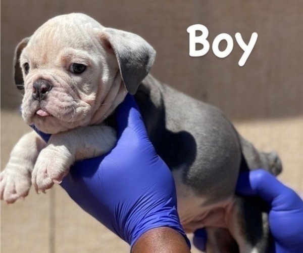 Medium Photo #1 English Bulldog Puppy For Sale in CORONA DEL MAR, CA, USA