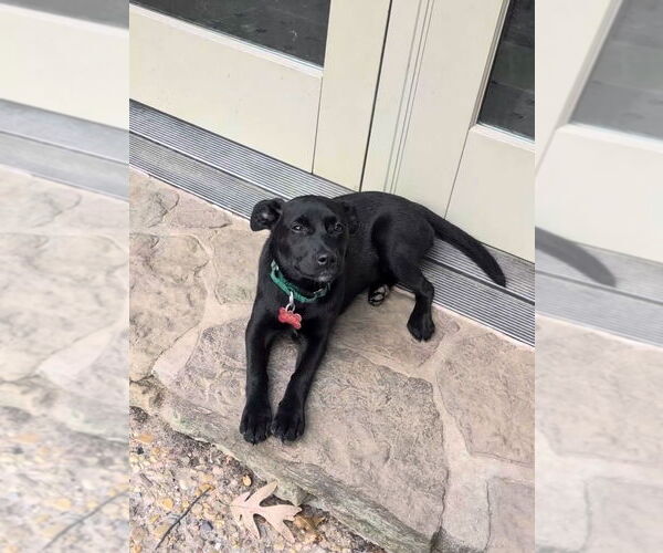 Medium Photo #6 Mountain Cur-Unknown Mix Puppy For Sale in Boston, MA, USA