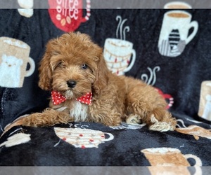 Cavapoo Puppy for sale in LAKELAND, FL, USA