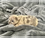 Small #21 French Bulldog