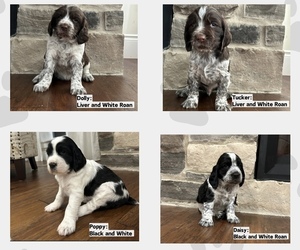English Springer Spaniel Puppy for sale in Dunnville, Ontario, Canada
