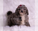 Small #2 Goldendoodle (Miniature)